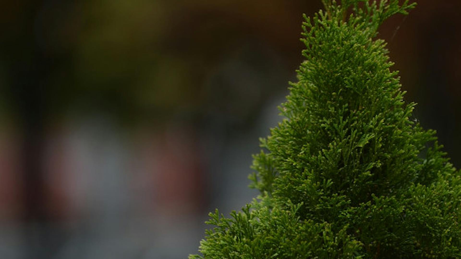 Krzew żywopłotu na tle ogrodu