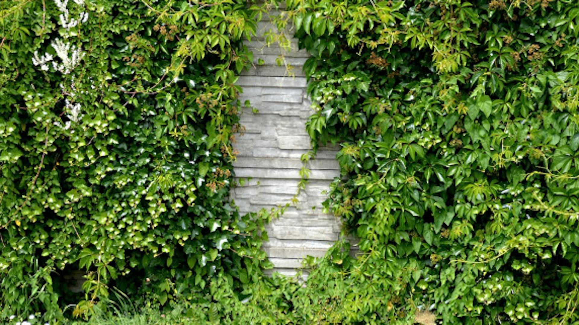 Żywopłot przykrywający ozdobny mur