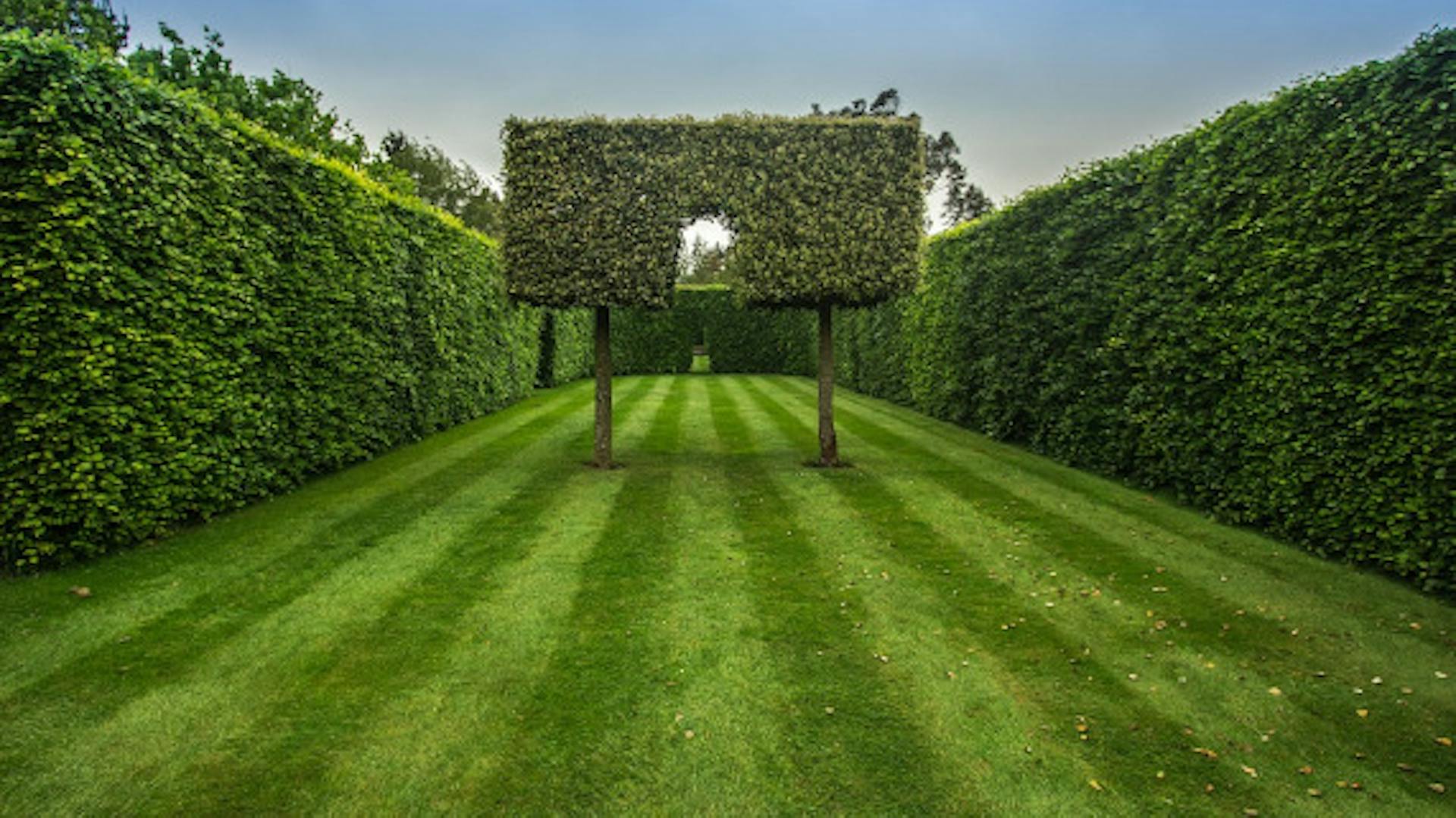 Ozdobne drzewko żywopłotu przycięte w sposób artystyczny