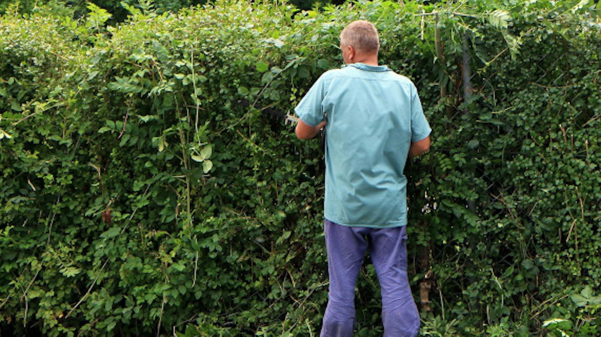 Mężczyzna przycina żywopłot