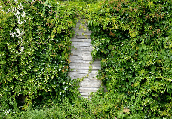 Żywopłot przykrywający ozdobny mur
