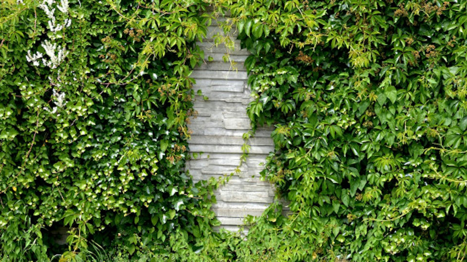 Żywopłot przykrywający ozdobny mur