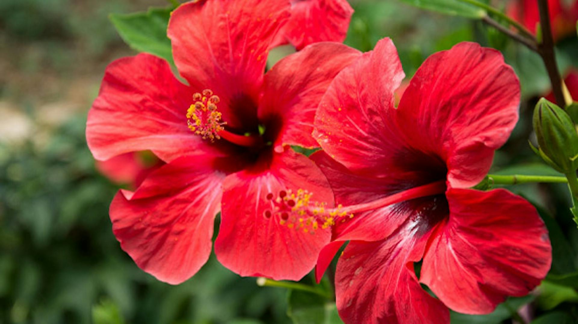 Hibiskus - popularna ketmia w ogrodzie