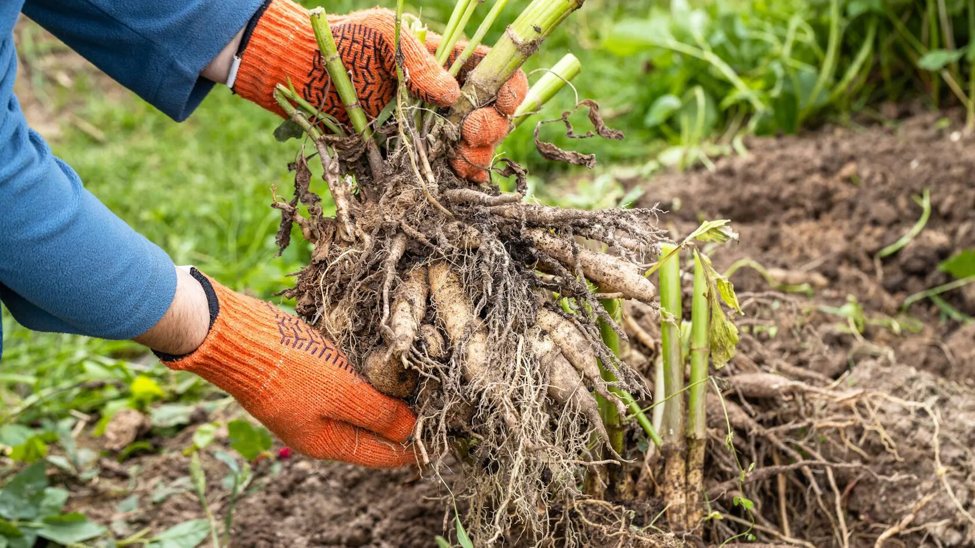 Wykopywanie roślin cebulowych na zimę