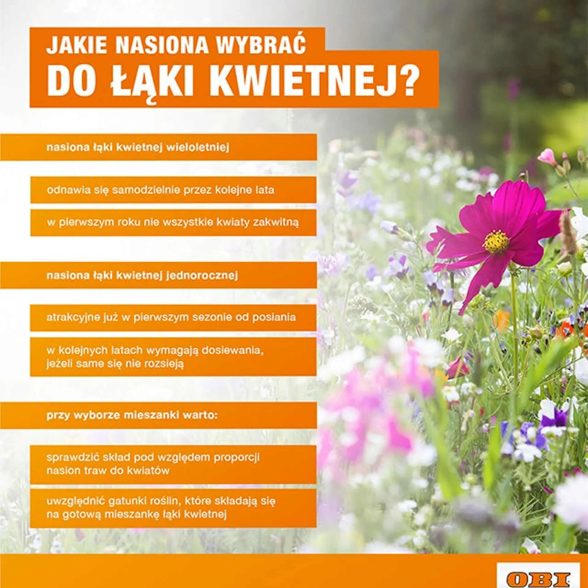 Jakie nasiona wybrać do łąki kwietnej? - infografika.