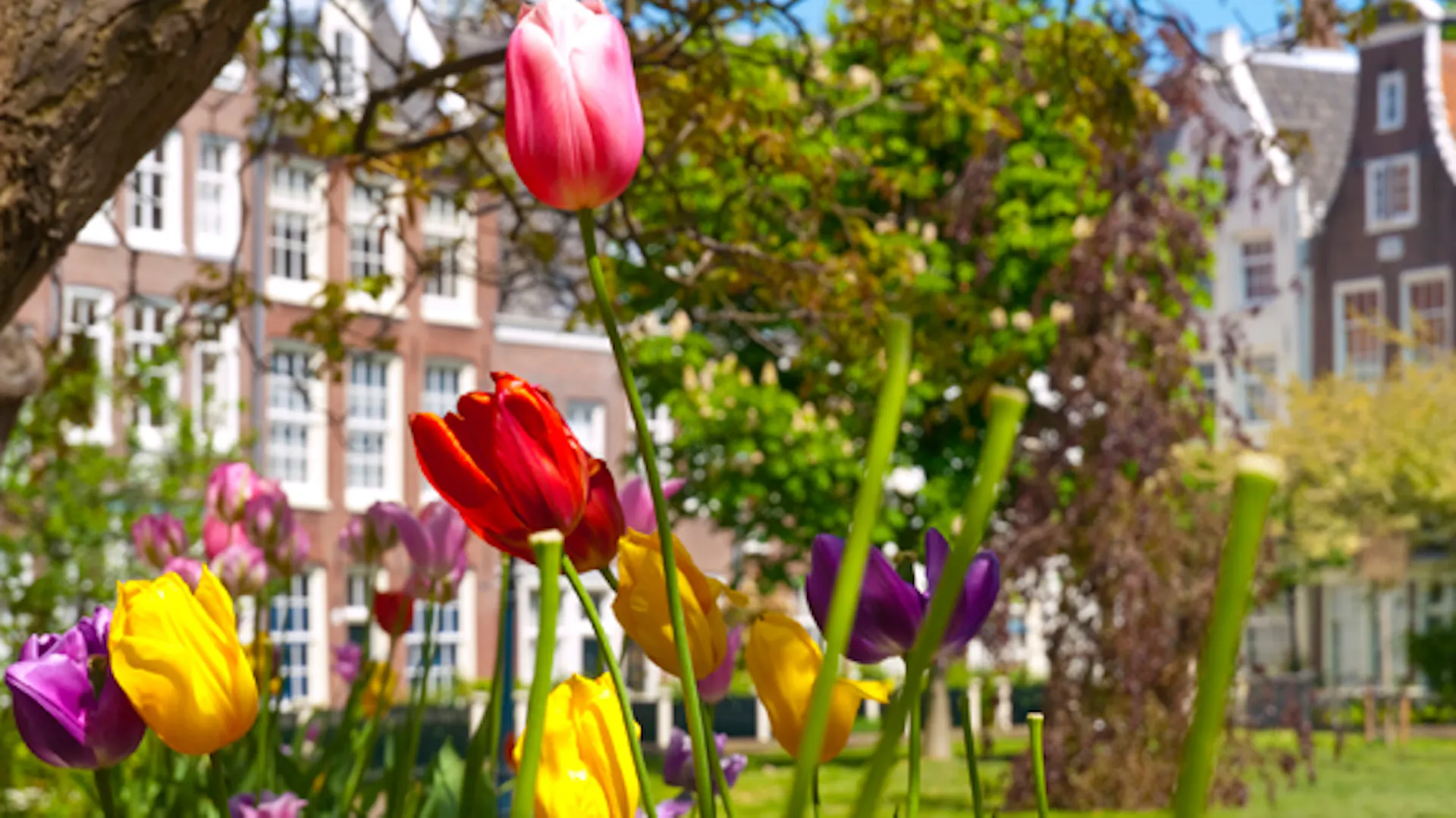 Tulipany rosnące pod drzewem liściastym w parku miejskim