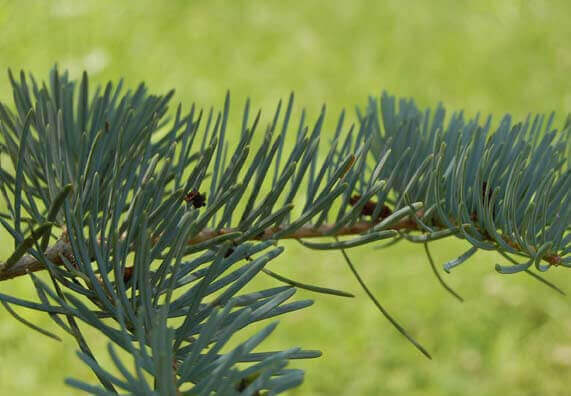 Gałązka drzewa iglastego na tle rozmytego trawnika