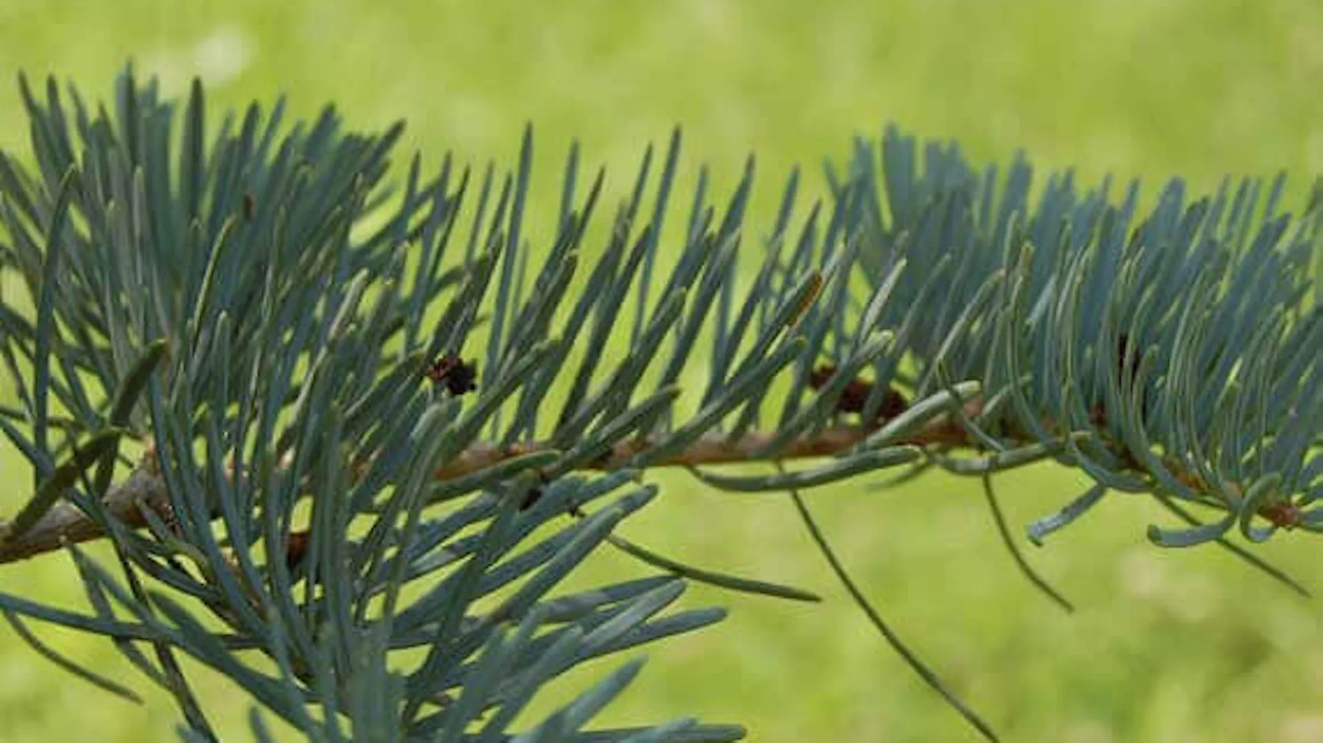 Gałązka drzewa iglastego na tle rozmytego trawnika