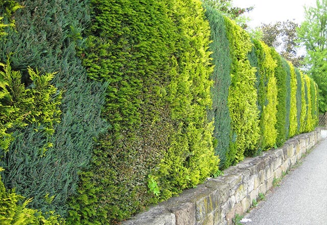 Żywopłot z różnych odmian tui.