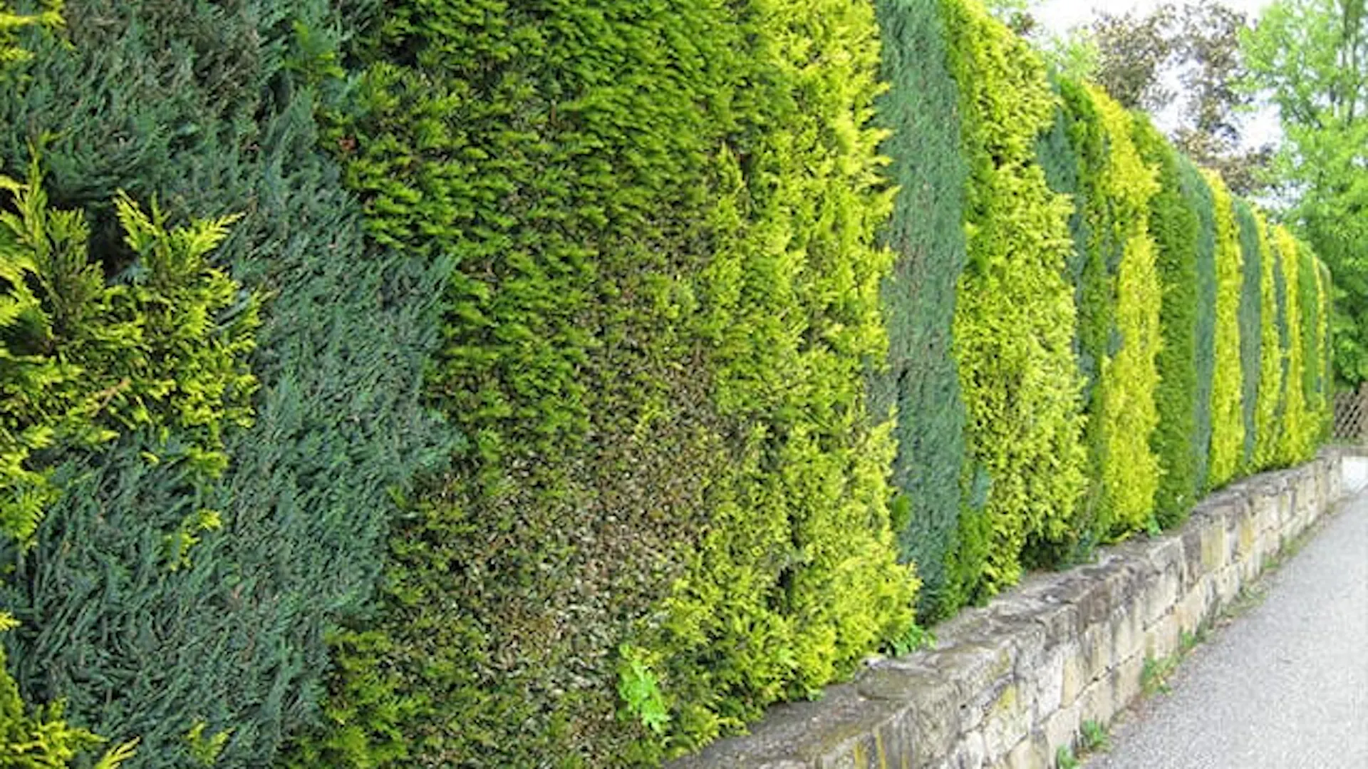 Żywopłot z różnych odmian tui.