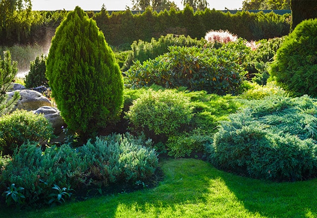 Ogród z licznymi krzewami ozdobnymi, w tym tujami płożącymi oraz w formie soliterów.