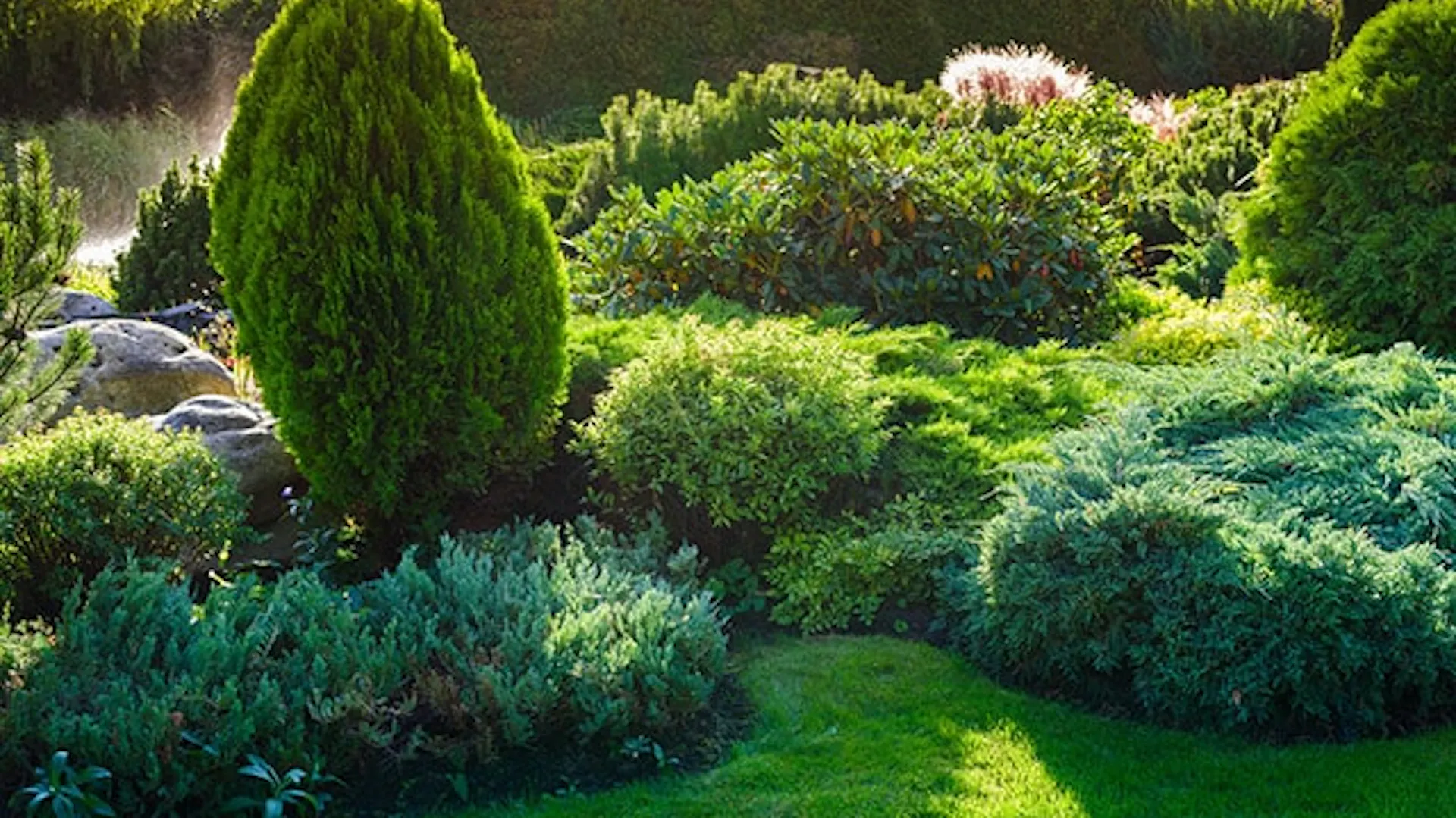 Ogród z licznymi krzewami ozdobnymi, w tym tujami płożącymi oraz w formie soliterów.