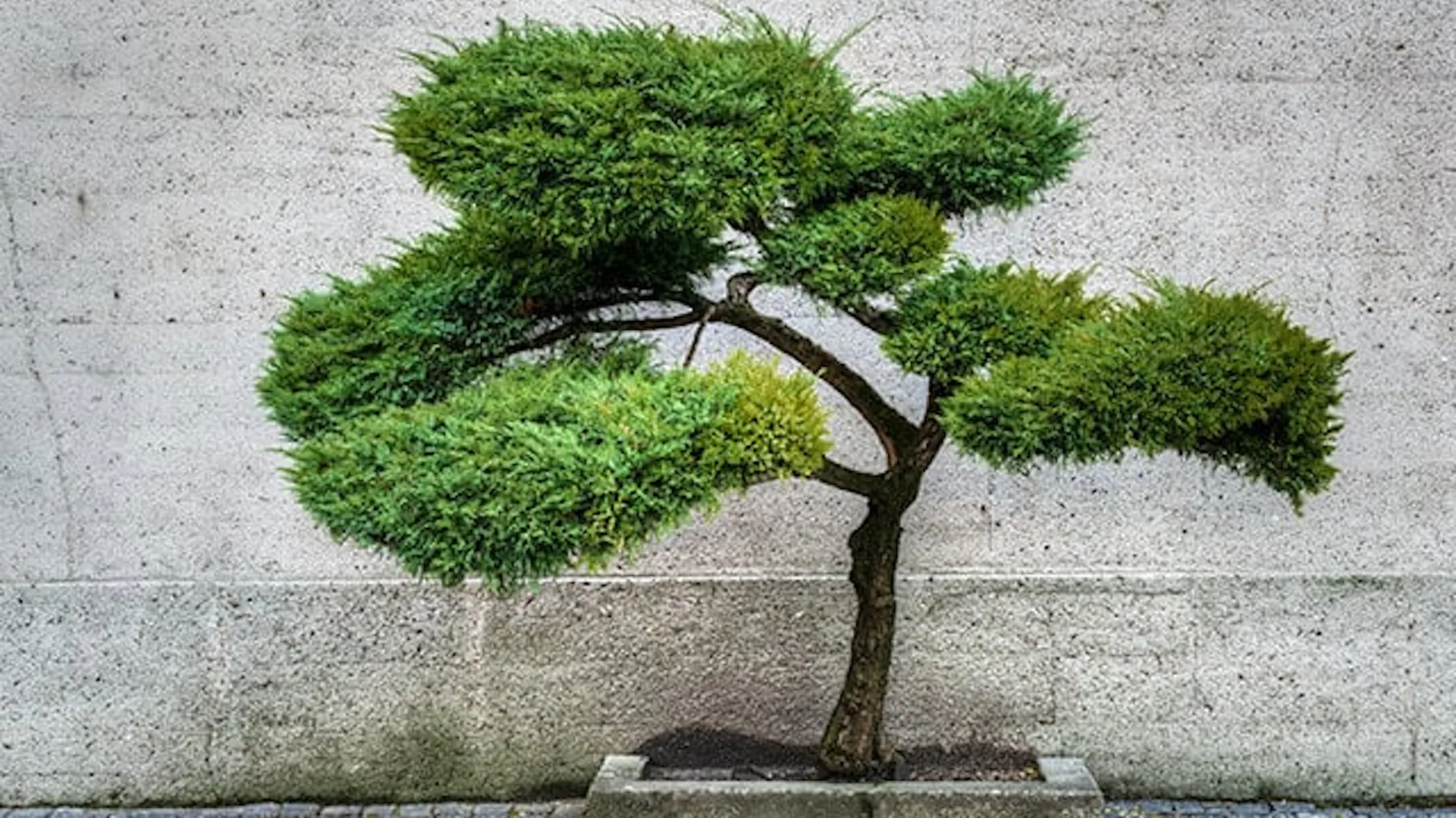 Tuja w formie bonsai.