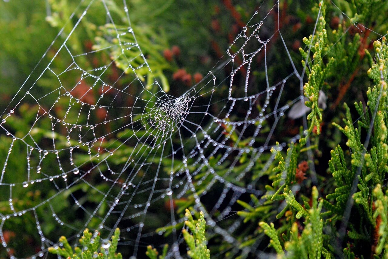 Pajęczyna na gałązkach tui.