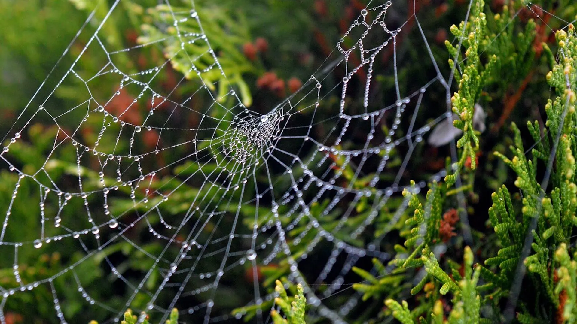 Pajęczyna na gałązkach tui.