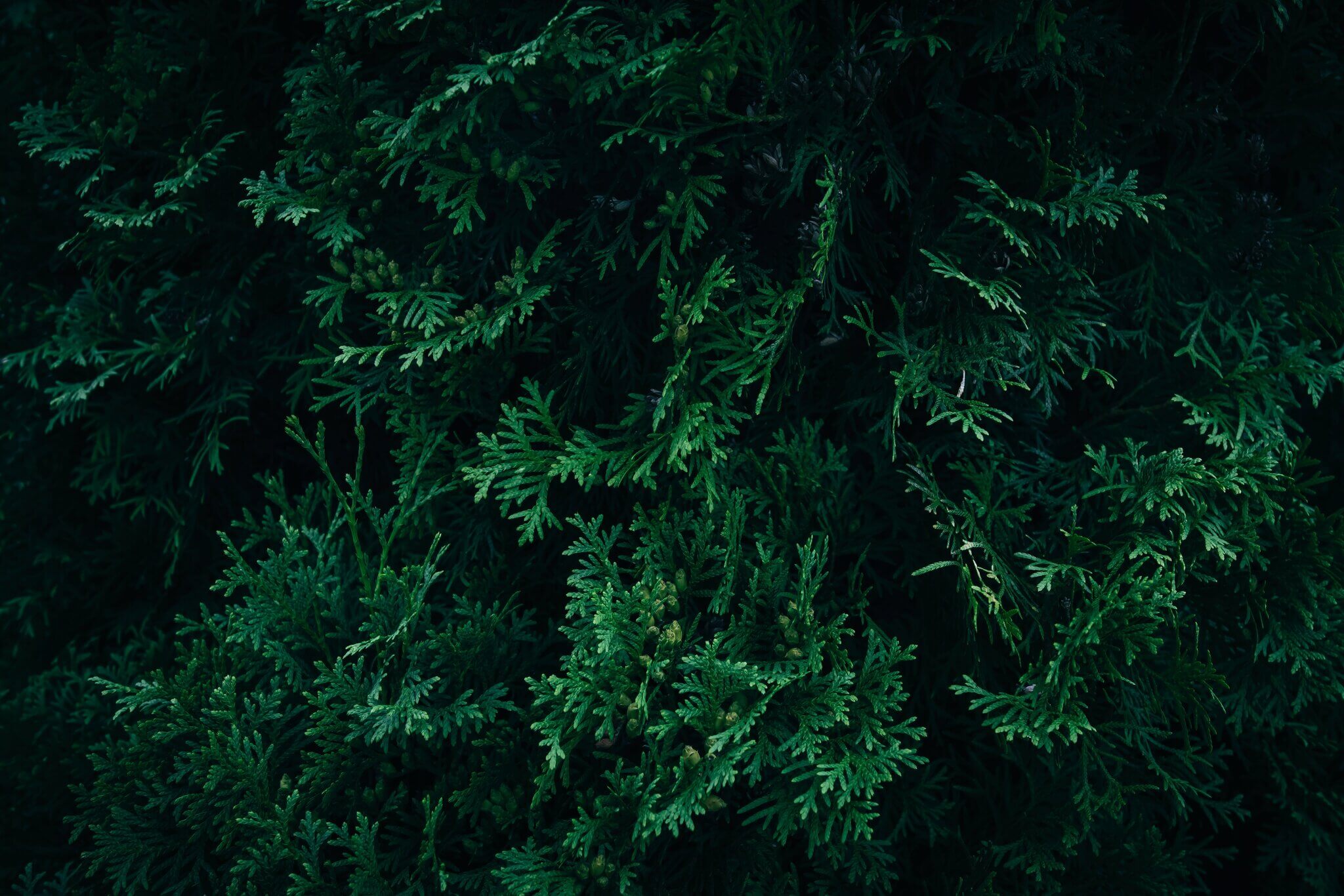 Zbliżenie na gałązki tui.