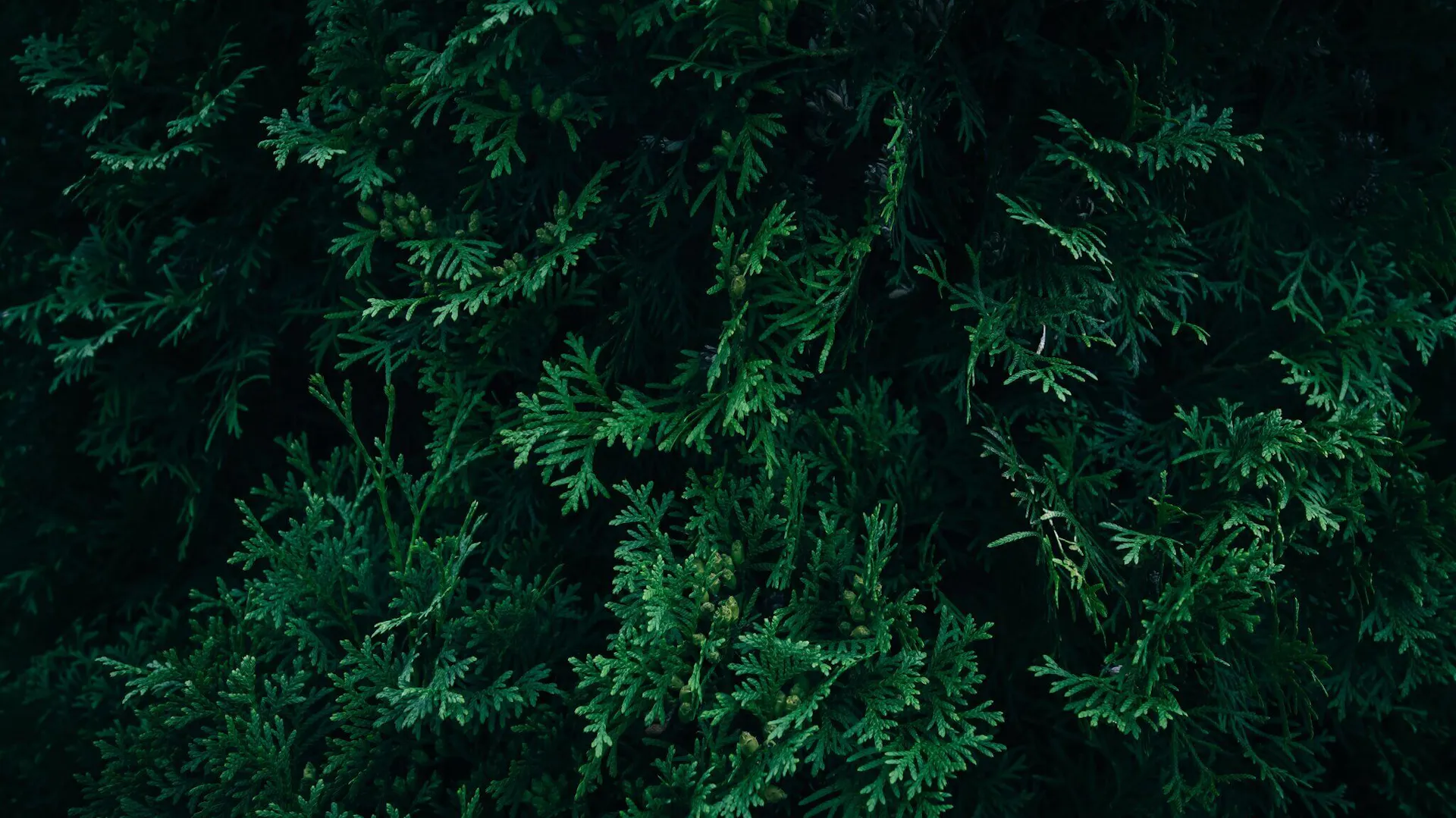 Zbliżenie na gałązki tui.