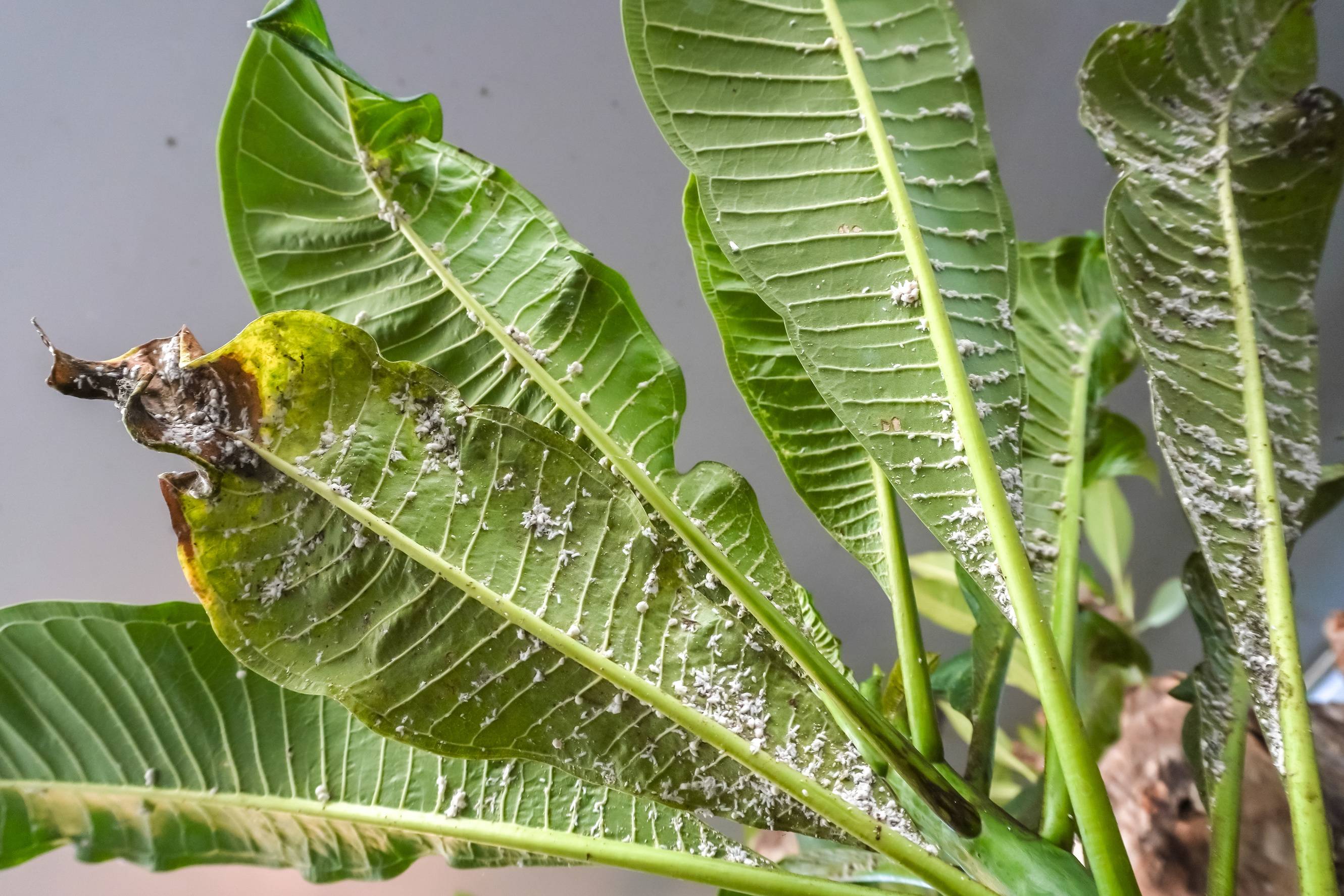 geigenfeige groß kaufen Geigenfeige (Ficus lyrata) XXL-Größe kaufen