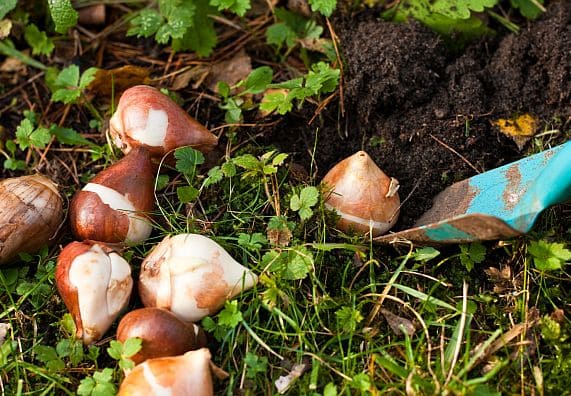 Cebulki kwiatów w trakcie sadzenia, wkrótce wyrosną i pięknie zakwitną