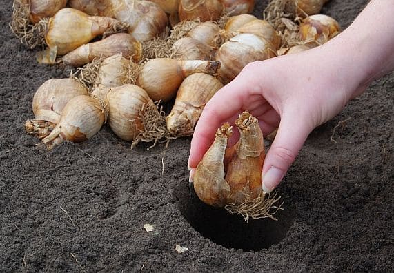 Kwiaty cebulowe przygotowane do sadzenia w ziemi