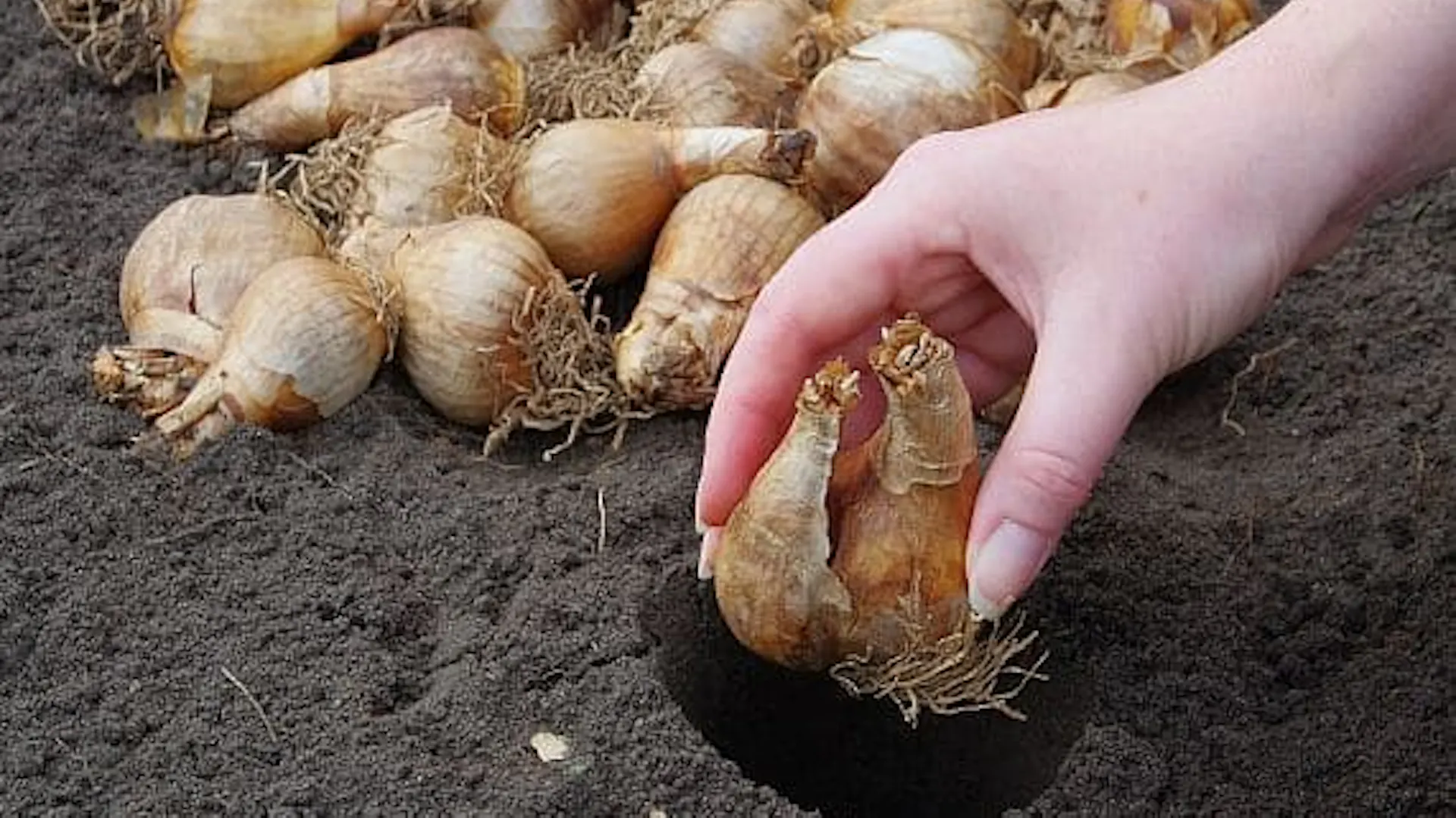 Kwiaty cebulowe przygotowane do sadzenia w ziemi