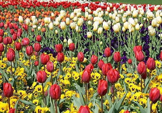 Tulipany to jedne z najpiękniejszych kwiatów cebulowych