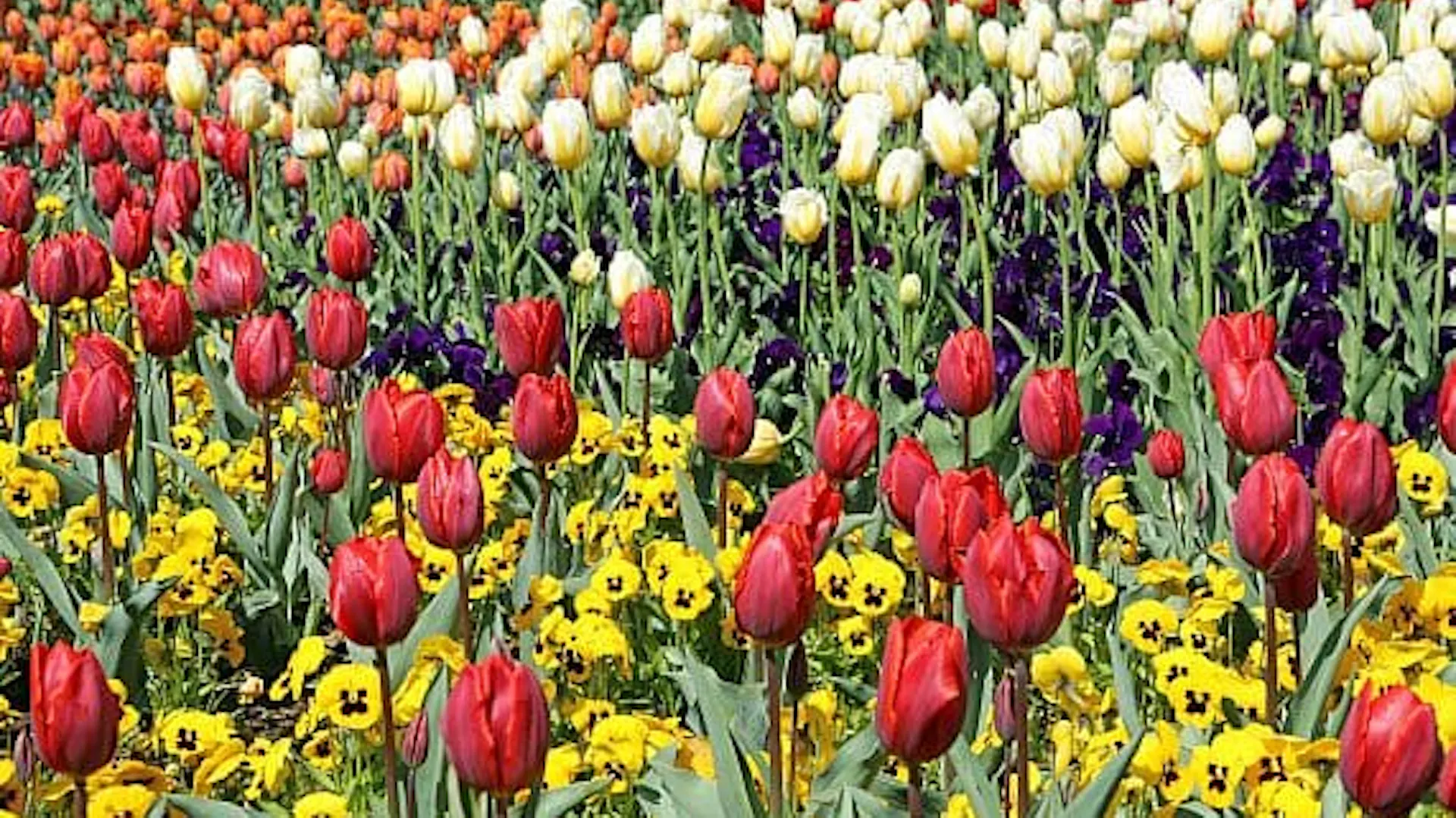 Tulipany to jedne z najpiękniejszych kwiatów cebulowych