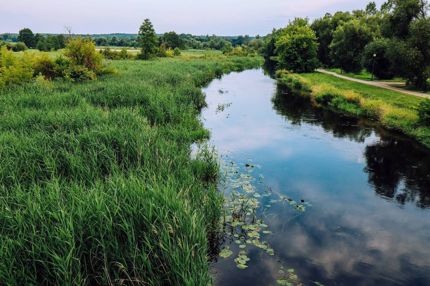 Naturalne mokradła