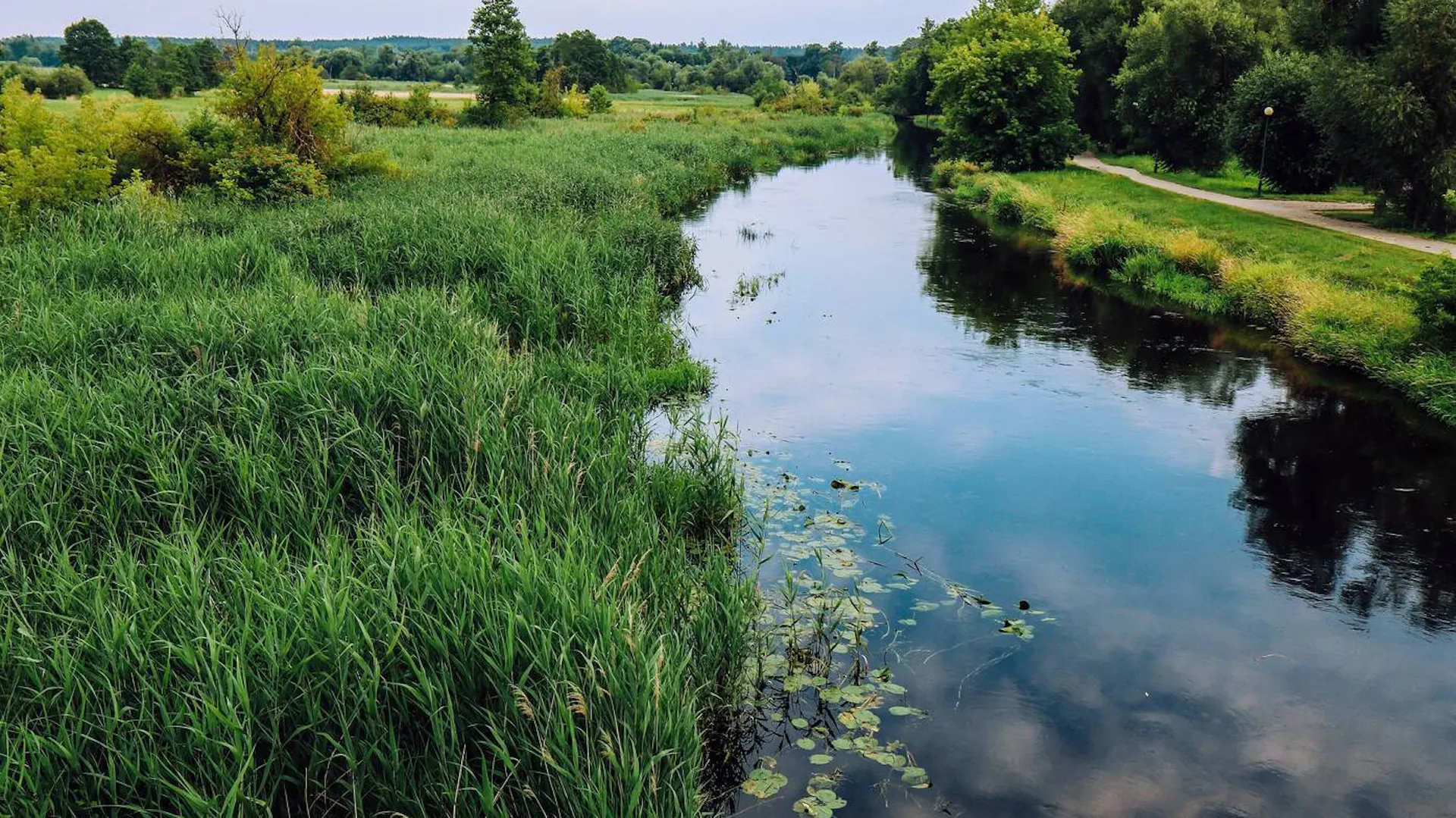 Naturalne mokradła