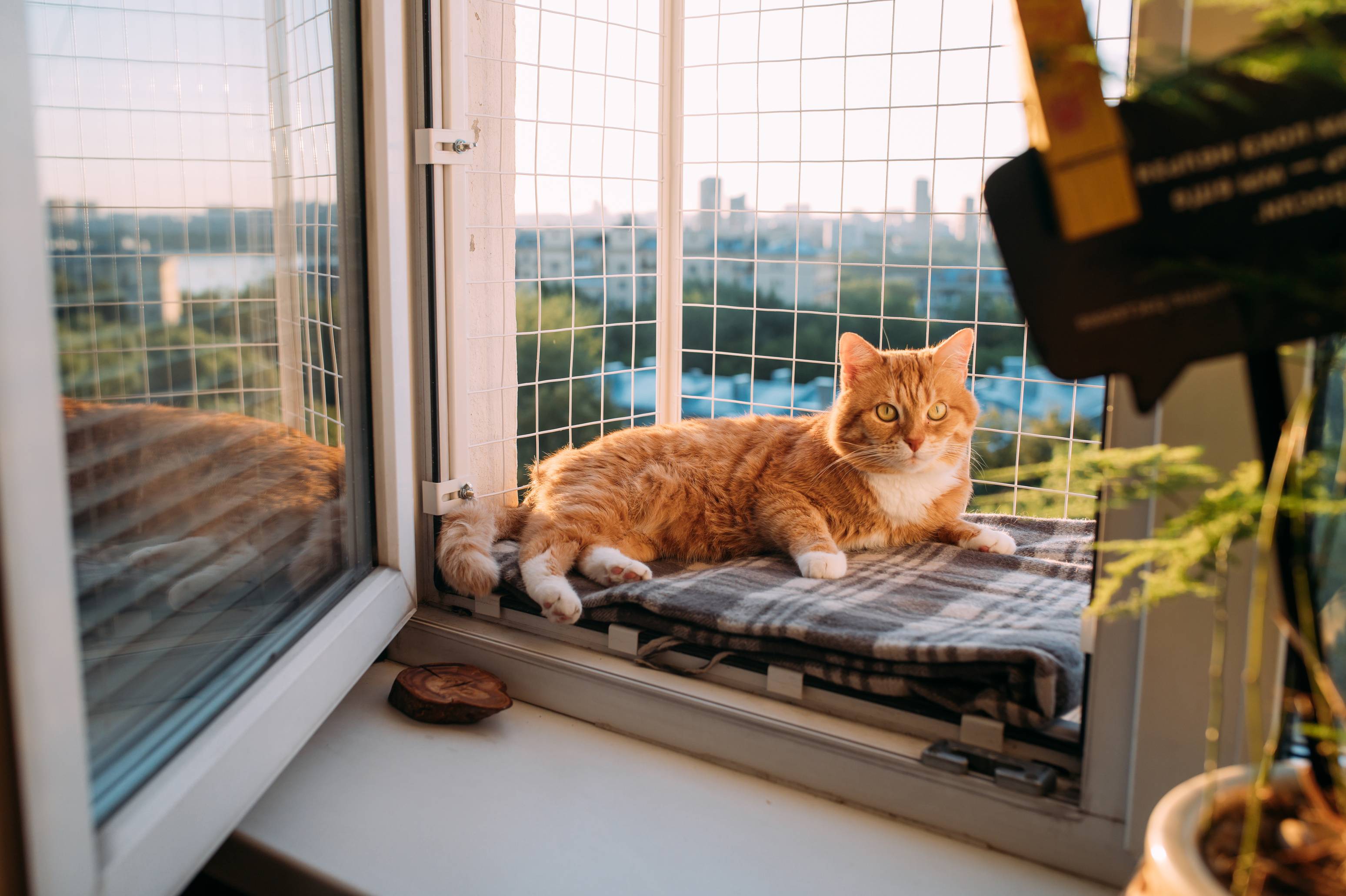 Kot w okiennym catio