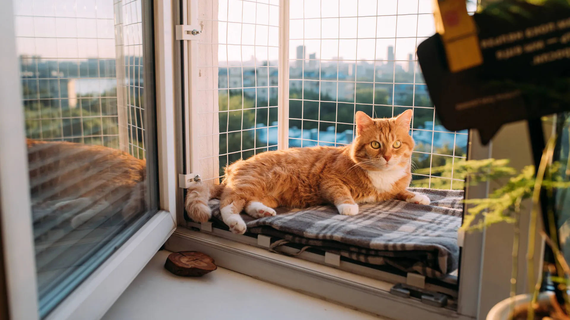 Kot w okiennym catio