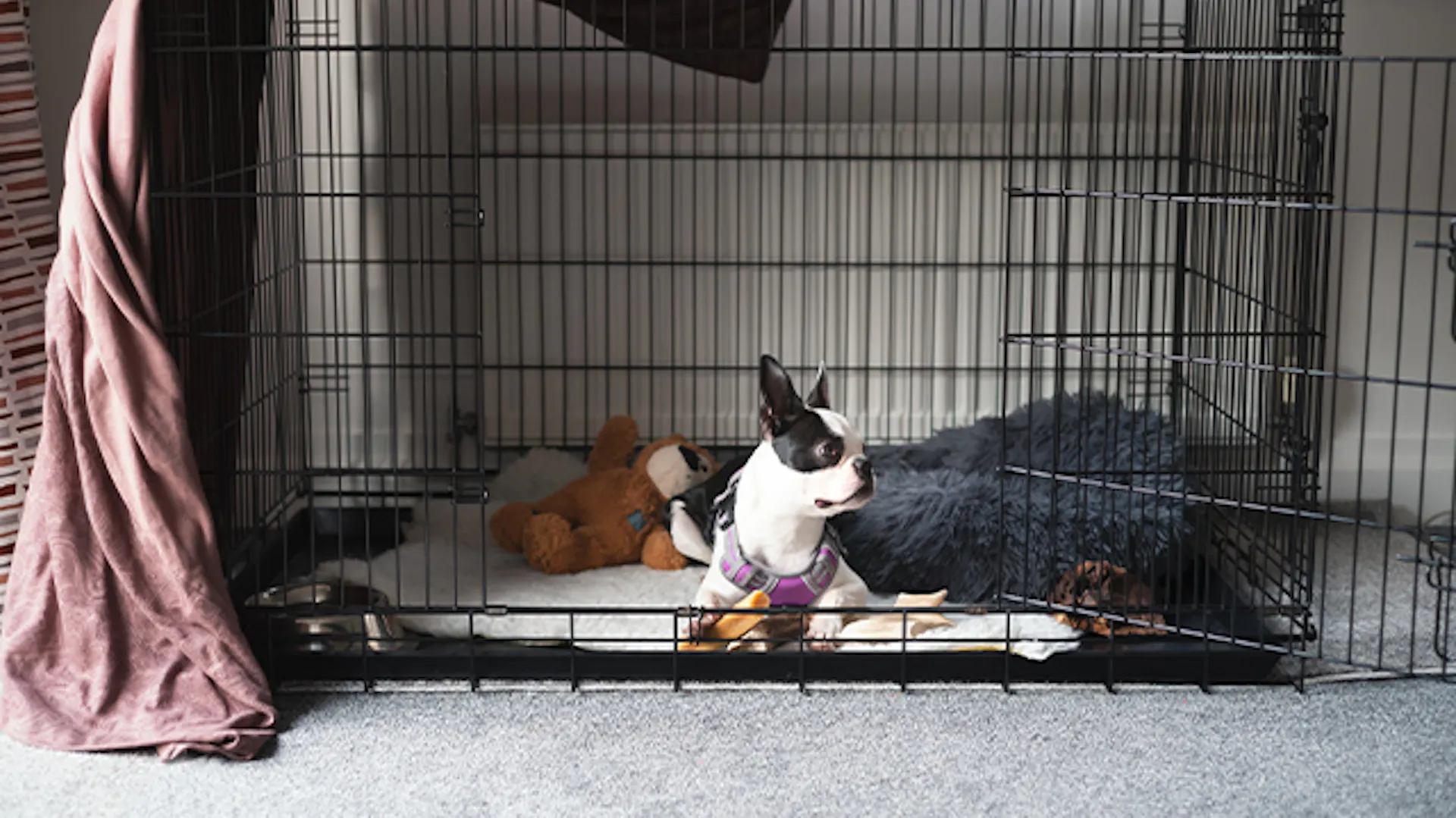 Boston terrier w duzej klatce
