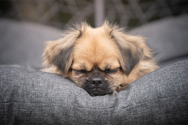Śpiący spaniel tybetański