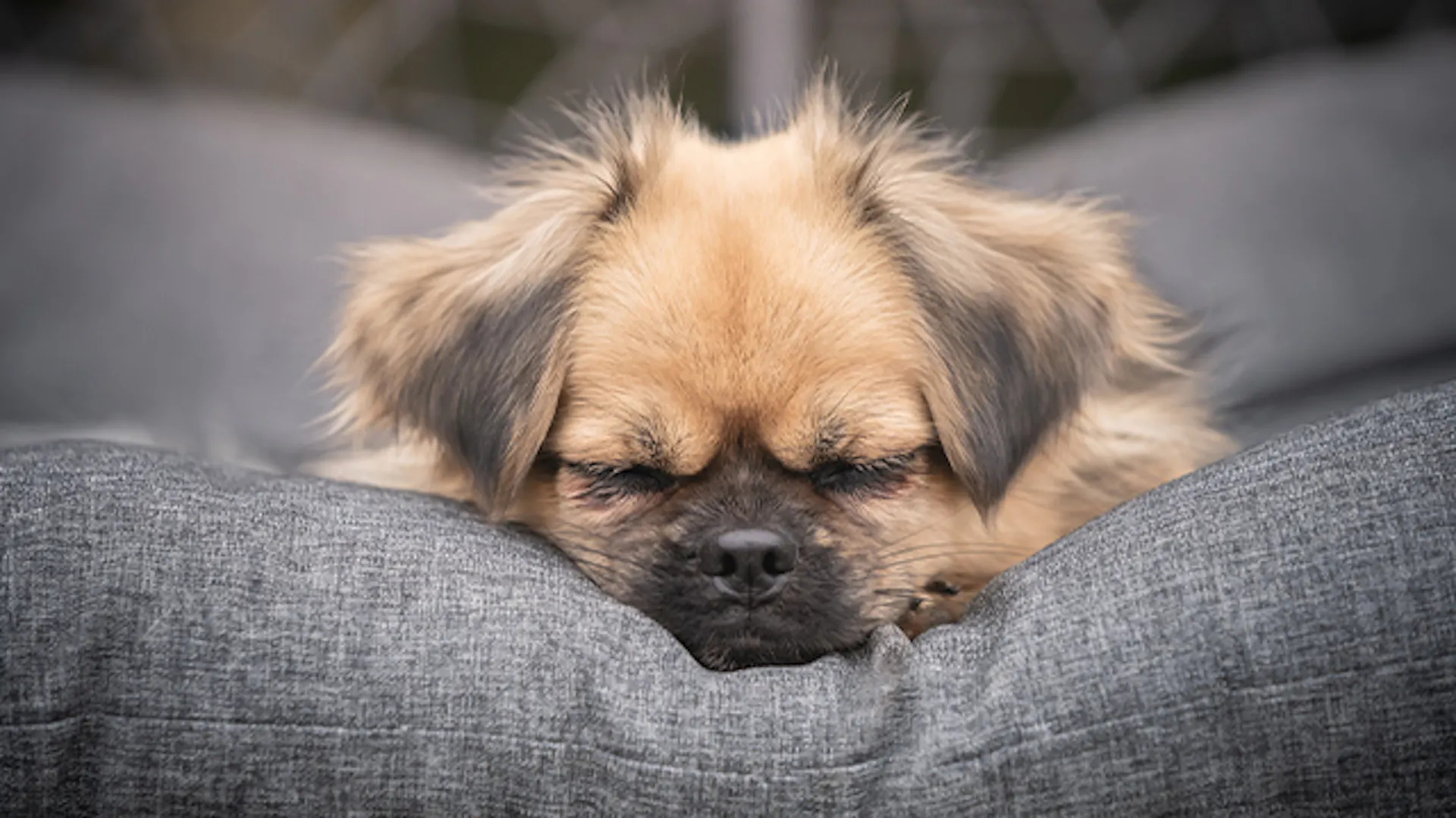 Śpiący spaniel tybetański
