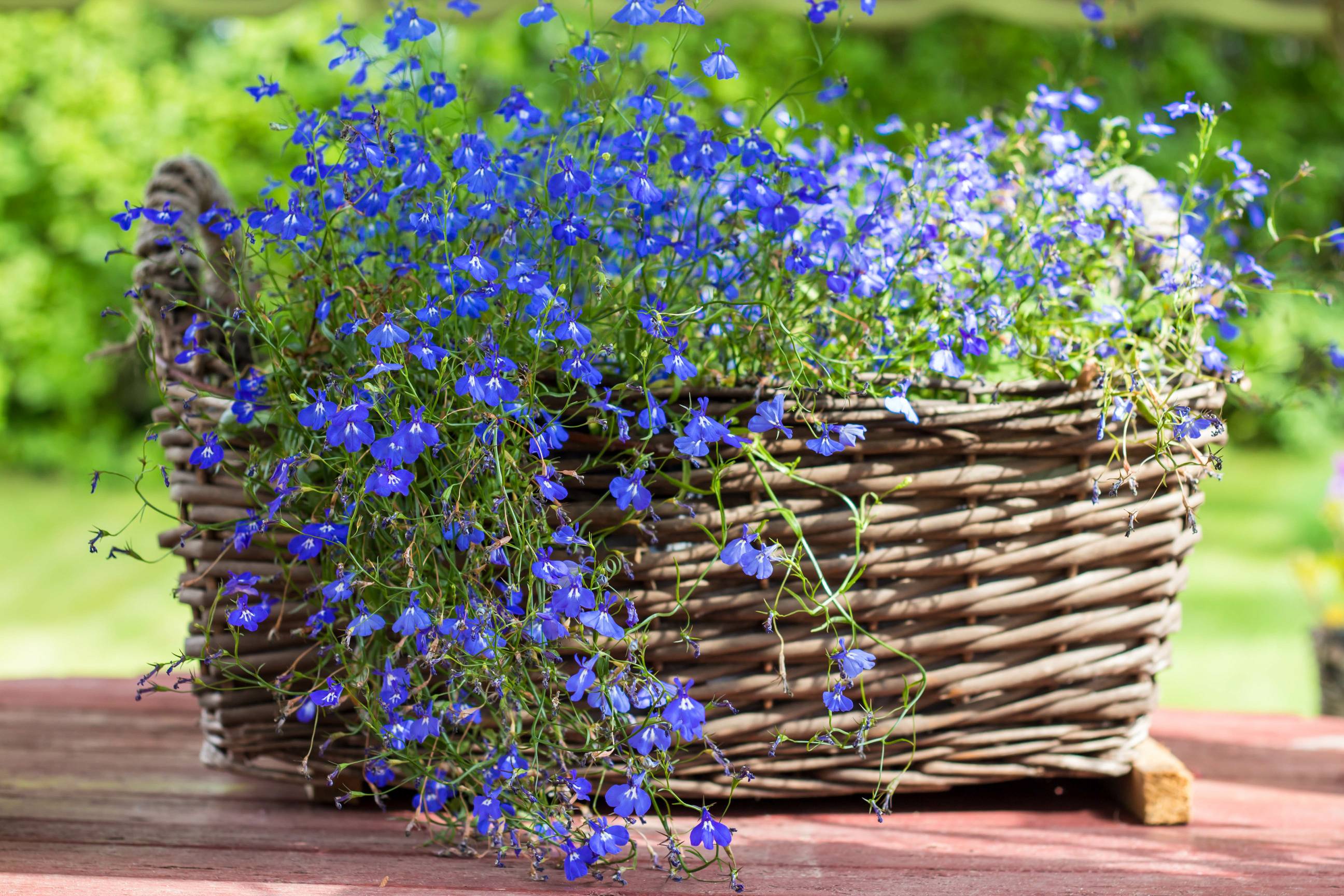 Lobelia w koszyku.