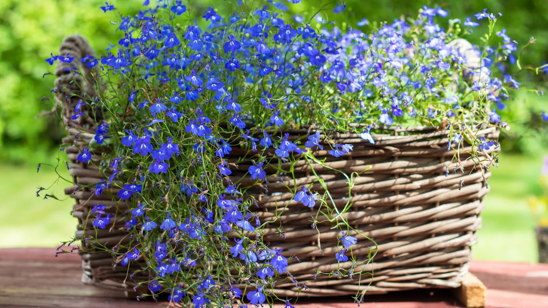 Lobelia w koszyku.