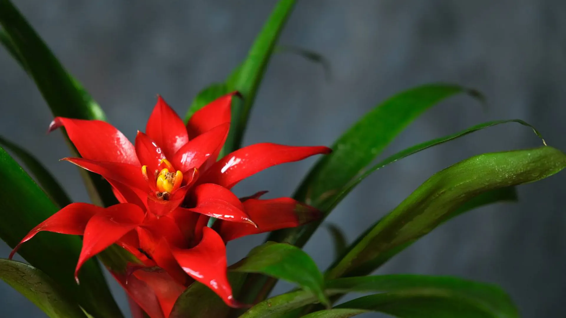 Kwitnąca bromelia.