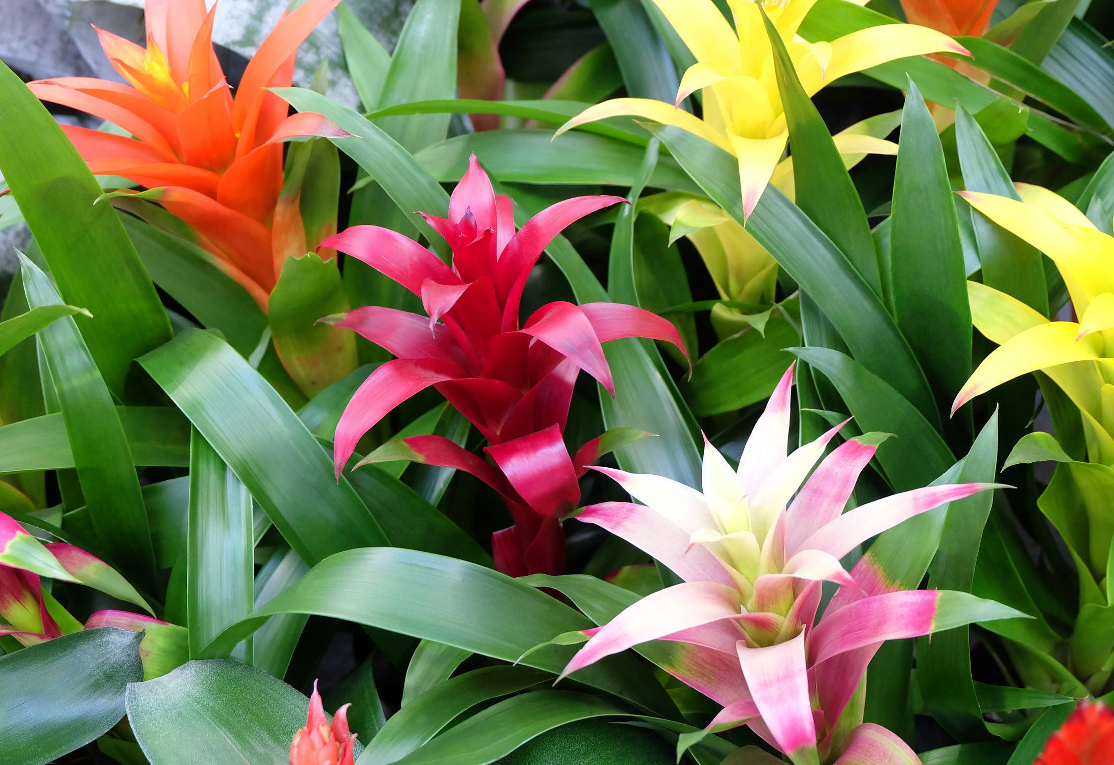 Bromelia  odmiany, rozmnaanie i pielgnacja | Leksykon OBI