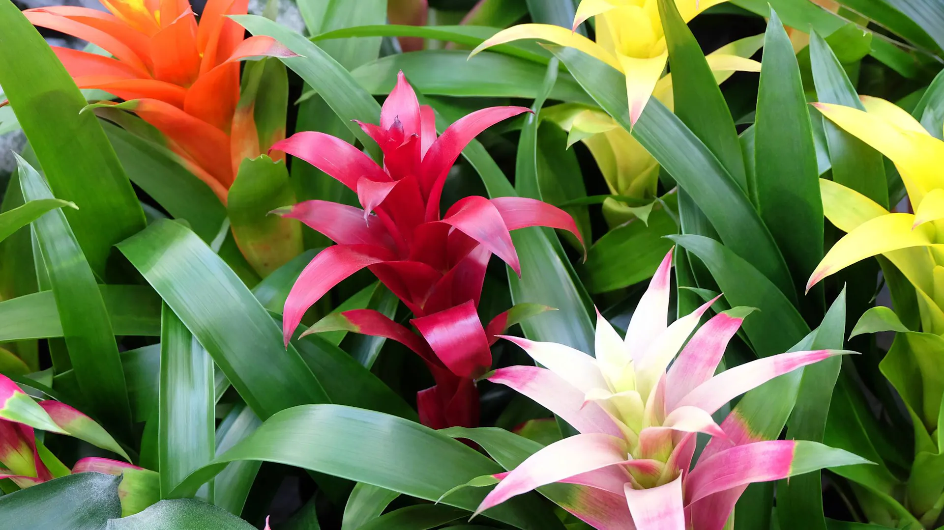Różne odmiany bromelii.