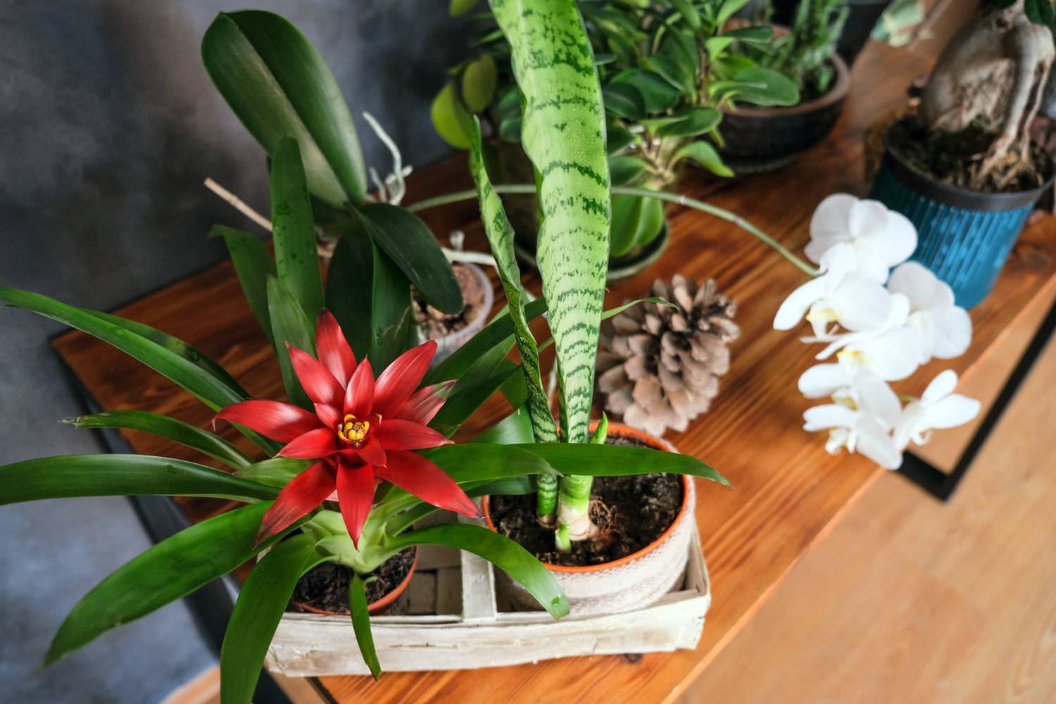 glckskastanie stecklinge Glckskastanie - Pachira Aquatica mit Korb Sofia natur - 80cm