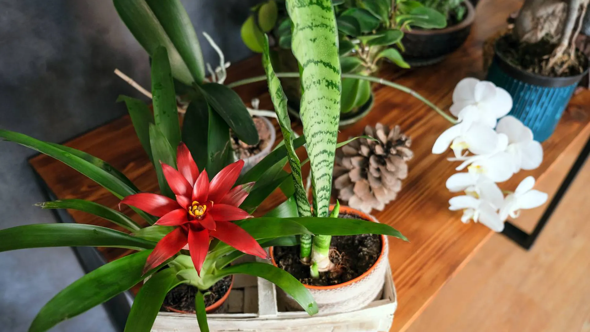 Bromelia w domu.