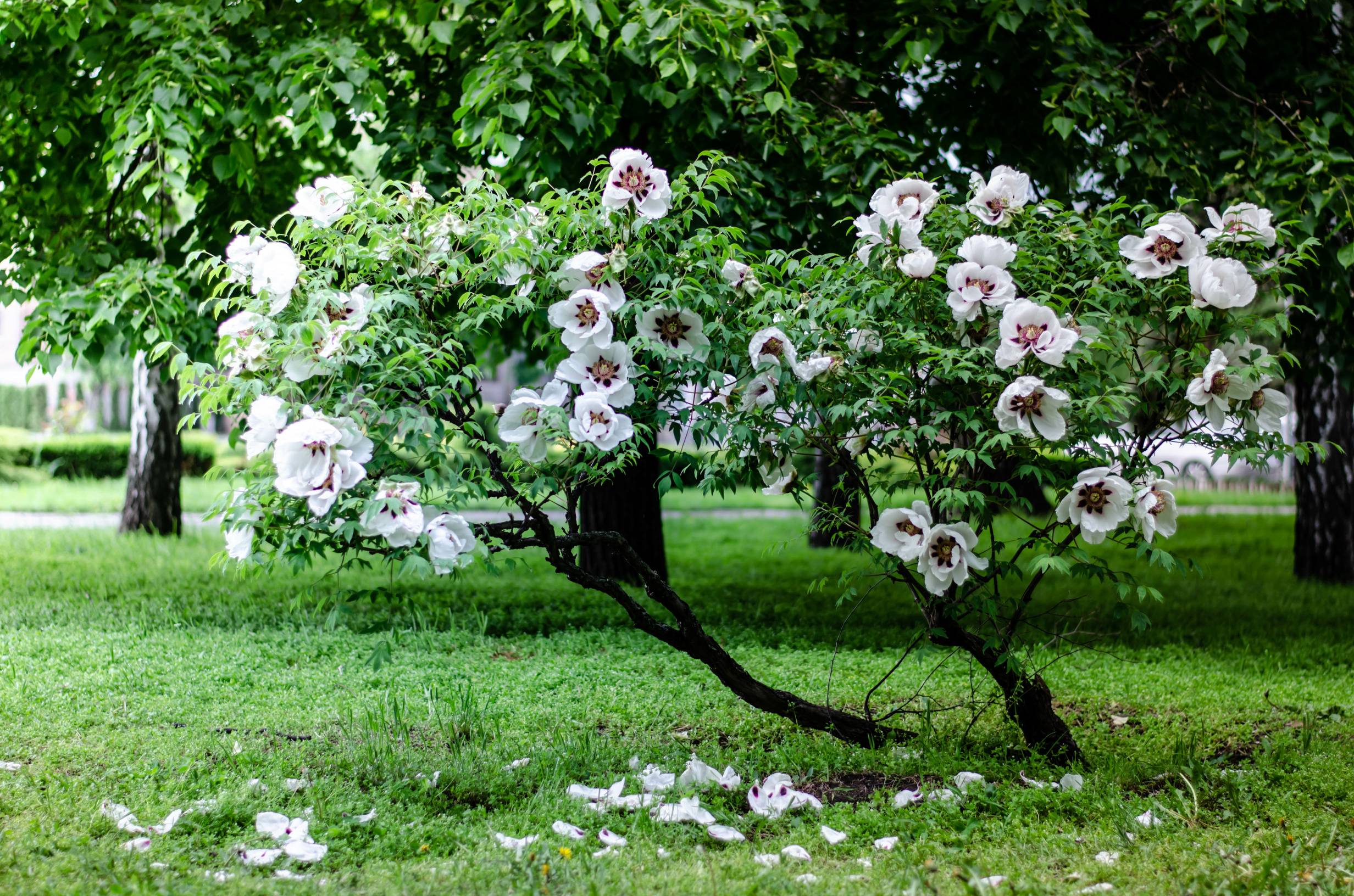 Piwonia drzewiasta o białych kwiatach.