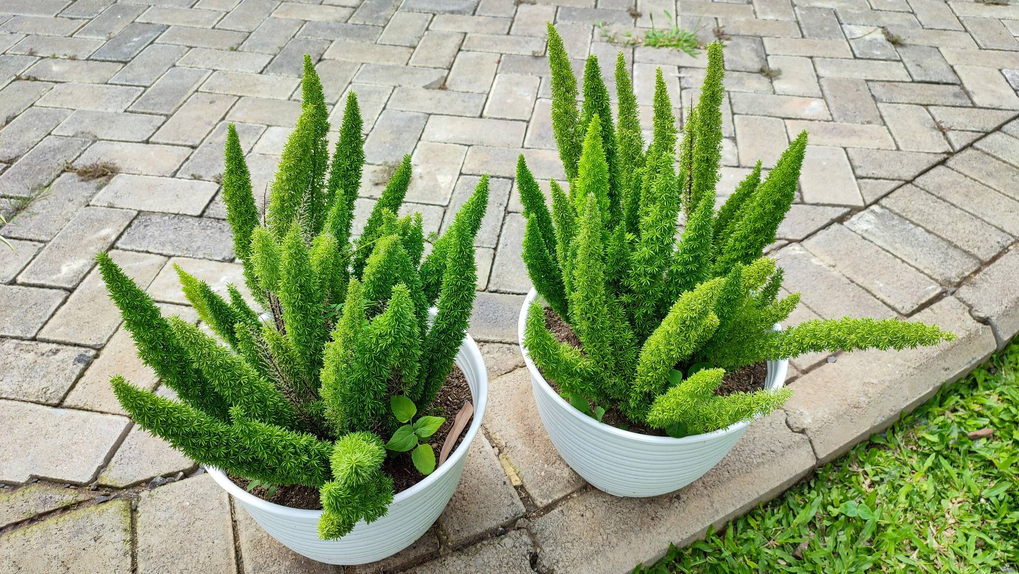 Niska odmiana asparagusa.