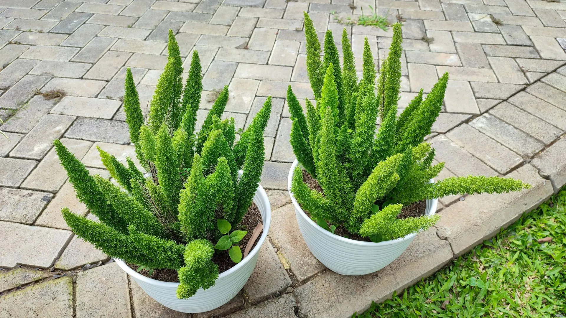 Niska odmiana asparagusa.