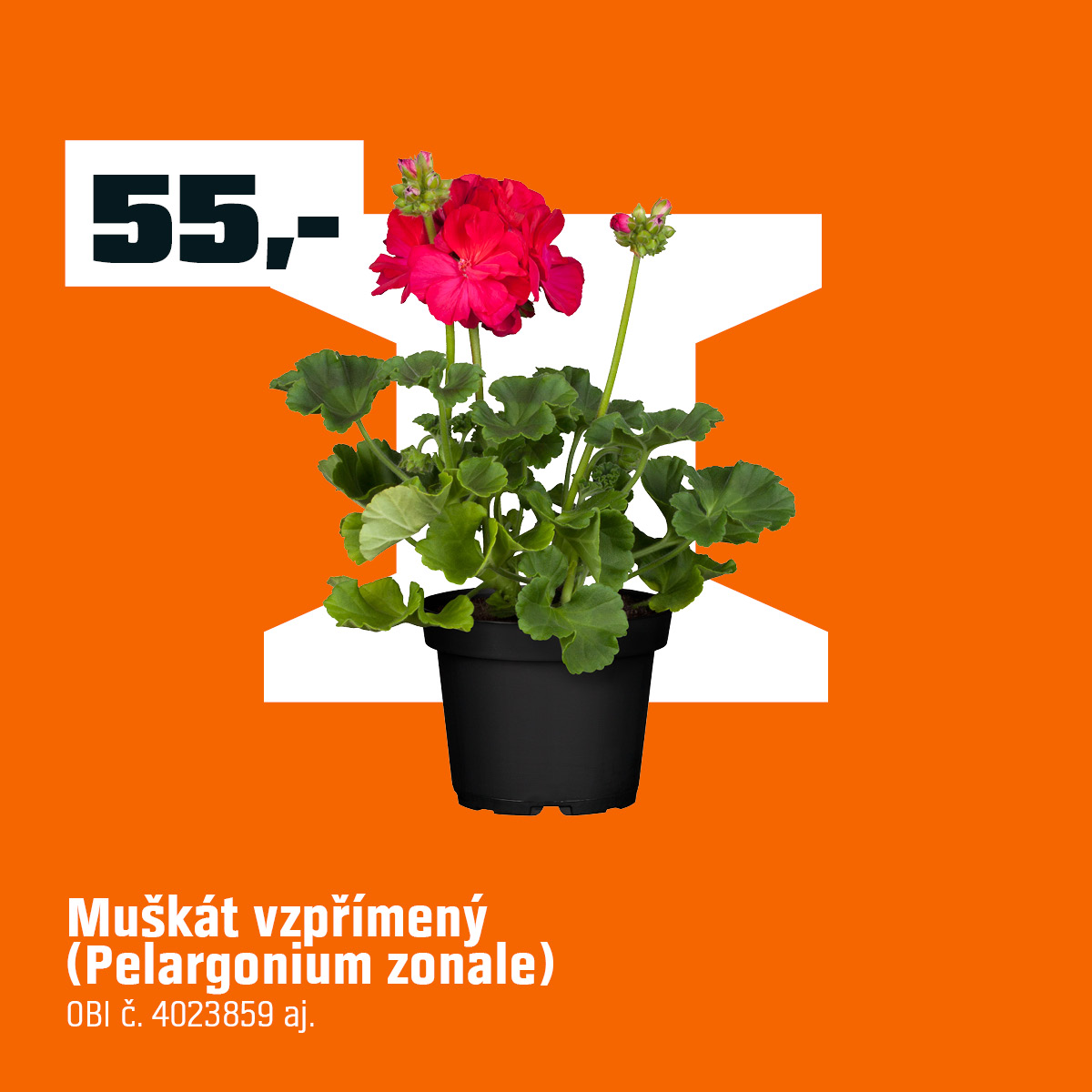 jarni kampan
