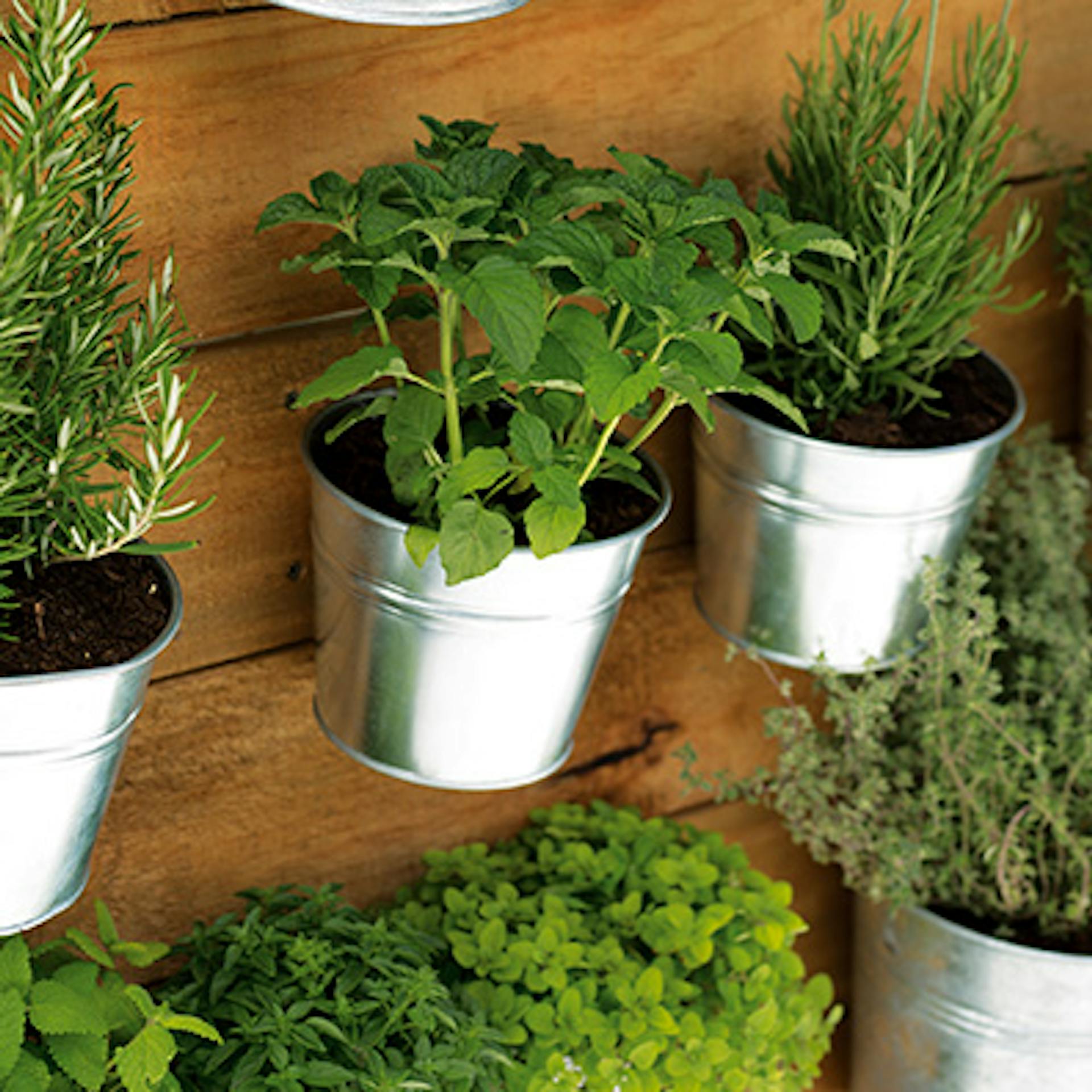 Elkészült fűszernövénytartó fal