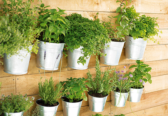 Fűszernövénytartó fal házilag készítve