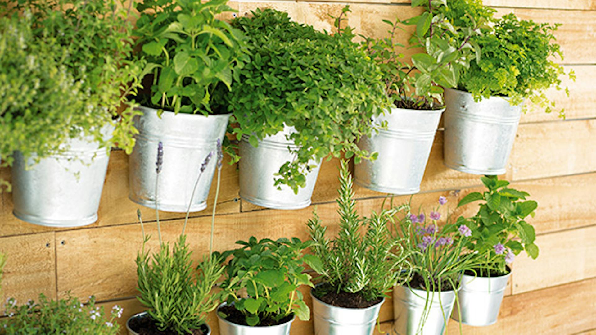 Fűszernövénytartó fal házilag készítve