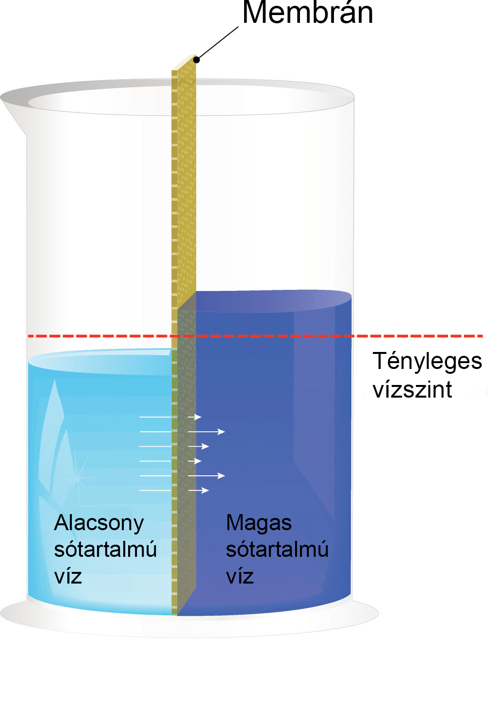 Az ozmózis illusztrációja