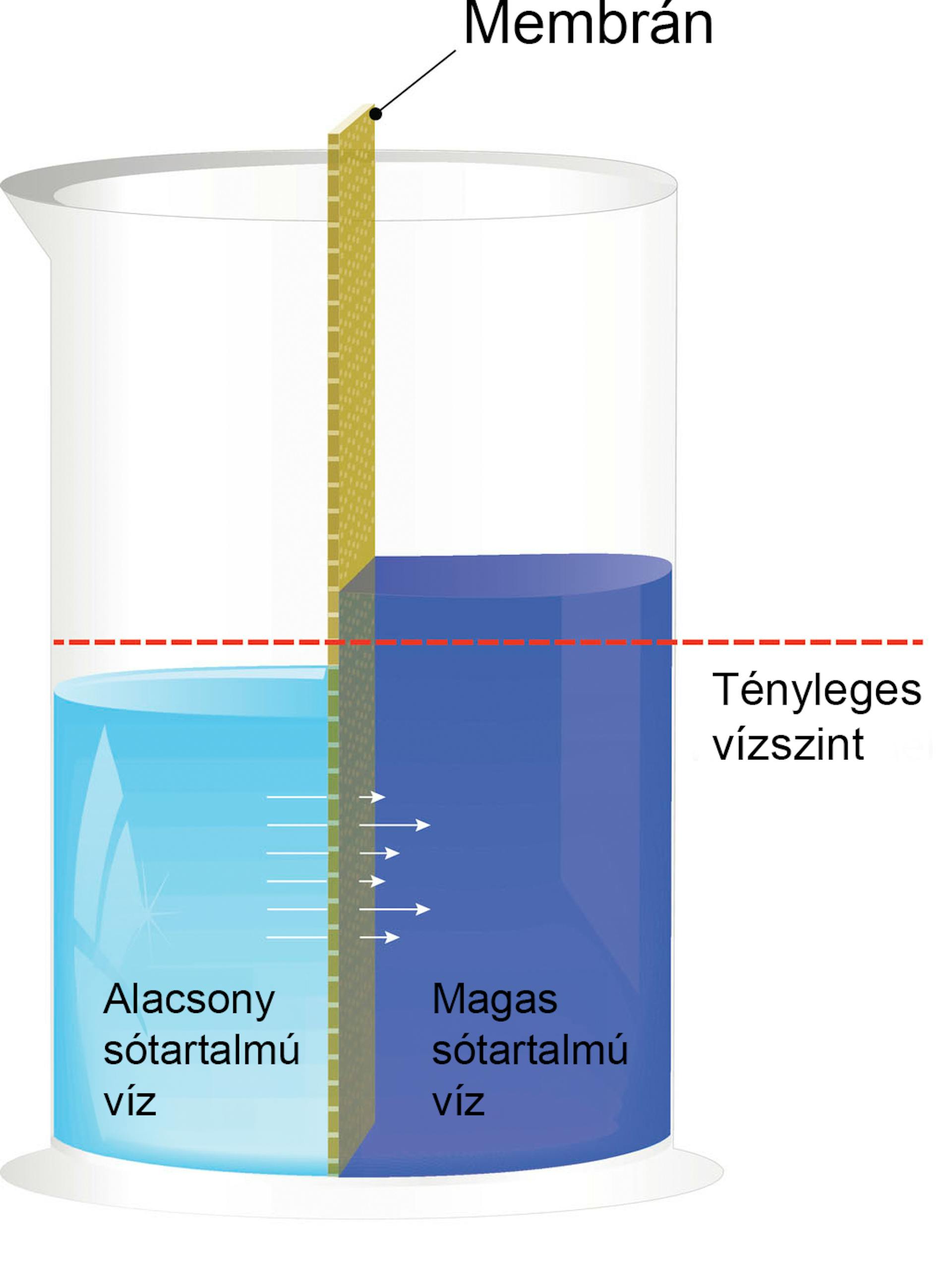 Az ozmózis illusztrációja